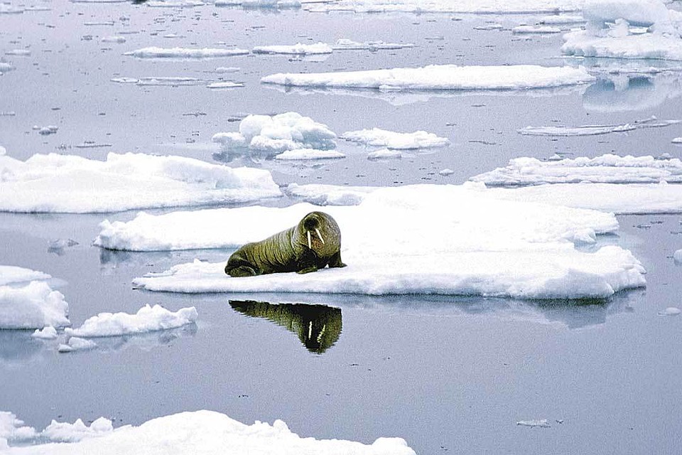 Последствия глобального потепления фото